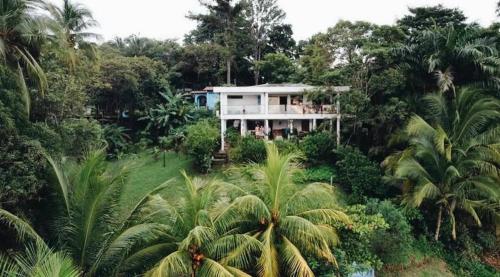 圣卡塔利娜岛科仪芭之家酒店的棕榈树森林中的房子