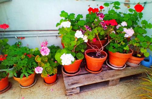卢戈Hostal Pensión Mar de Plata的一组盆栽植物坐在架子上