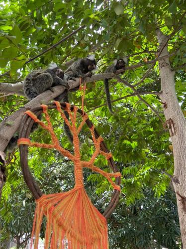 若昂佩索阿Espaço Jardim Secreto Hostel的一群猫坐在树枝上