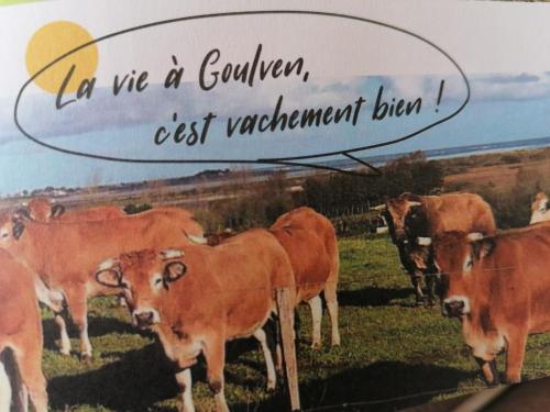 GoulvenL'air Breton的一群站在田野上的牛