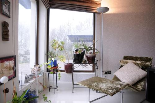 基拉尼Modern 4 Bedroom House Ring of Kerry -Killarney的客房设有带植物和椅子的大窗户。