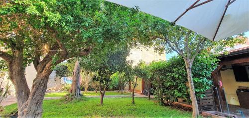 蒙德罗La Casetta del Melograno的一群树在院子里,有一把伞