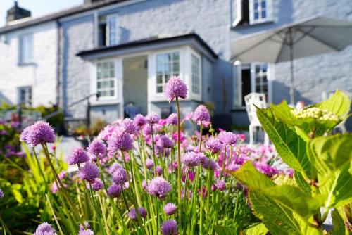 圣莫斯Luxury holiday cottage by the harbour in St Mawes的一座花园,在房子前面种有紫色的花朵