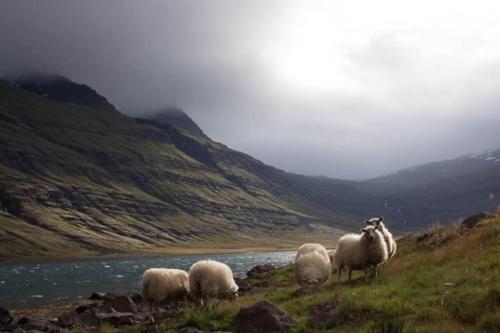 法尔卡拉Baile Go Deo.的一群羊在河边的山丘上放牧