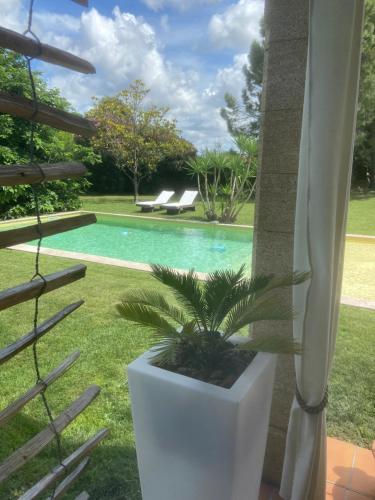 艾马尔格Le Patio, chambres d hôtes pour adultes en Camargue, possibilité de naturisme à la piscine,的池边白盆里的植物