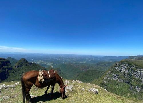 乌鲁比西Parque Nacional EcoResort的站在山顶的马