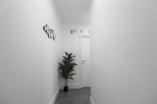 普雷斯顿F6 Hammonds Row的白色墙壁的房间里的一种植物