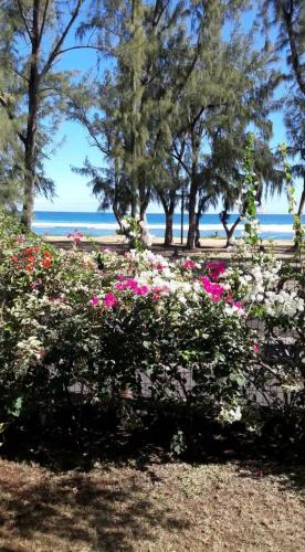 圣勒Leu lagon的海滩上种有粉红色和白色花卉的花园