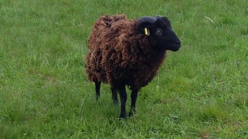 Beyssenacla cabane mobile的站在草地上的黑色绵羊