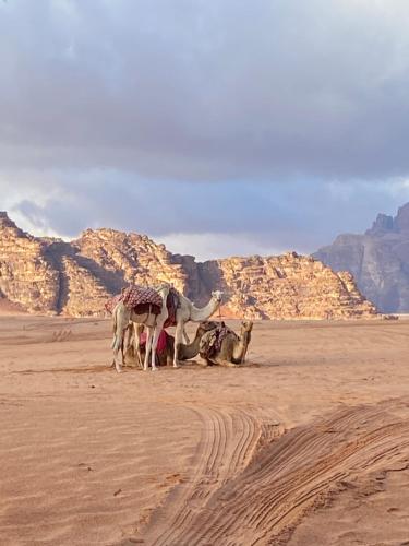 DisahEnjoy Wadi Rum stars的一群站在沙漠中的动物