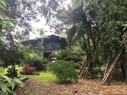 Santa ClaraFinca Bambú Del Valle的花园中树木繁茂的房屋