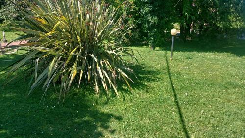 基奥贾Casa di Alice的树在草丛中,在树杆旁