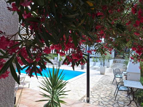 比奥格勒·纳·莫鲁Casa Blanca, Biograd na Moru的游泳池旁一棵红花树