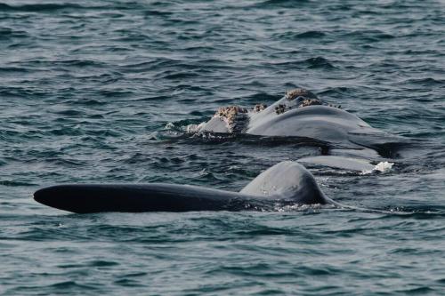 沃纳姆堡Logans Beach Whale Nursery Apartments - The Loft的几个海豚在水中游泳