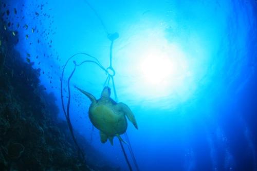 莫阿尔博阿TuloMir #C 뚤로미르 행복한 2인실的太阳在海洋中的水母