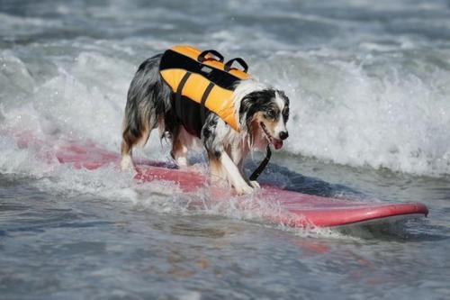 克莱佩达SURF HOUSE DREAMERS COAST的水面上的狗