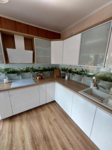 乔乔洛Pokoje Gościnne ZYCH的厨房配有白色橱柜和盆栽植物