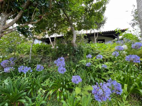 桑塔纳Casas de Campo do Pomar B&B - Self Check-in的一座花园,在房子前面种有紫色的花朵