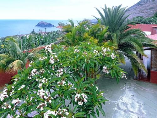 Las CrucesLive Garachico Villa Daute con terraza y piscina的海滩上一团棕榈树和鲜花