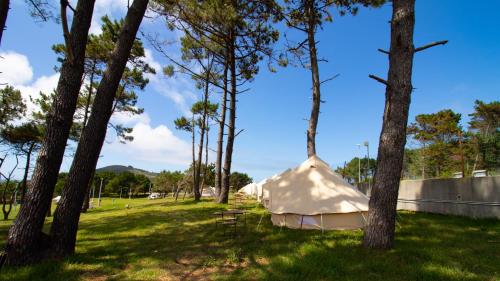 费罗尔Glamping Atlántico的树田里的帐篷