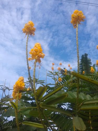 波苏阿莱格里Chácara lua e Sol的蓝色天空下一团黄色的花