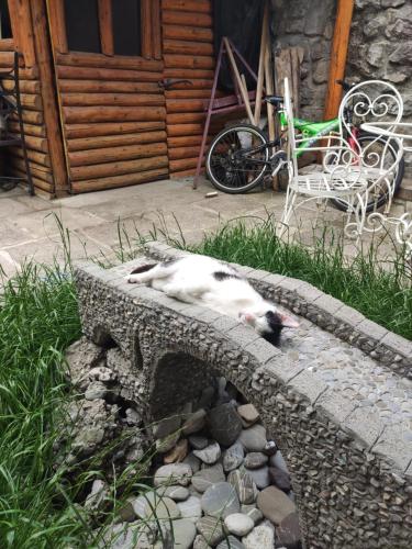 波德戈里察HeArt of Old Town Guesthouse的一只猫躺在石墙上