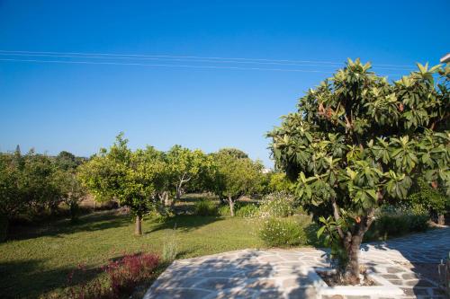 塞奥洛戈斯Livadi house的享有树木和草地的花园美景