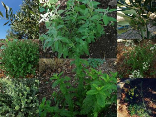 VátosTerraOliva&herbs的花园植物照片的拼贴