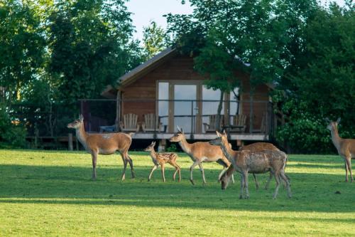 RhodesParc Animalier de Sainte-Croix的一群鹿在小屋前的草地上行走