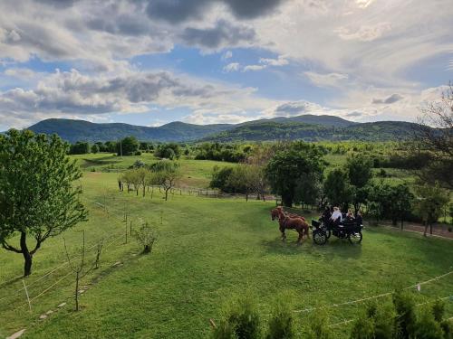 艾琳诺瓦克Ranch Terra的和人们一起在田野里拉马车