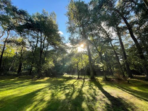 KootwijkHuttopia De Veluwe的阳光照耀着树木的公园