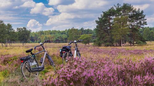 KootwijkHuttopia De Veluwe的两辆自行车停在紫色花田里