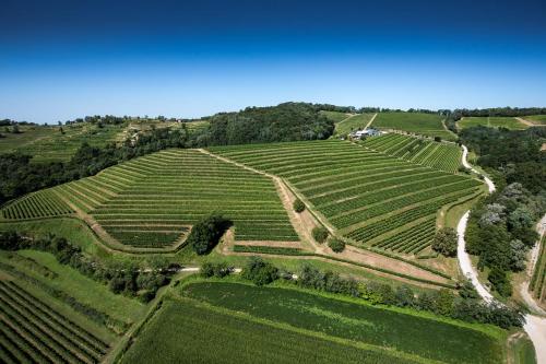 Dario Coos srl - Azienda vinicola的享有山丘上绿色葡萄园的空中景致