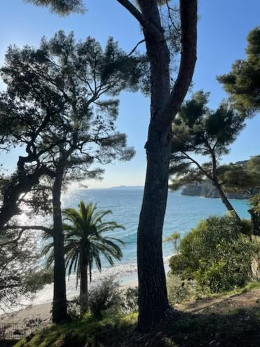 勒·雷约尔·卡纳德尔·苏尔Exceptionnel studio vue mer refait à neuf的享有树木繁茂的海滩和大海的景致。