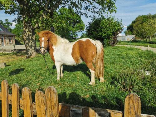 MéeLe Domaine du Nail的一只棕色和白色的马站在围栏旁边