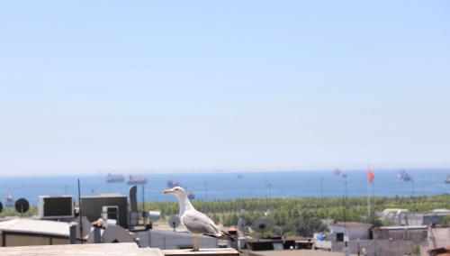 伊斯坦布尔伊斯坦布尔皇家酒店的鸟儿坐在建筑物顶上