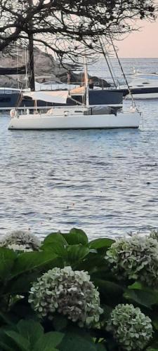 费拉约港barca a vela的一条小船,在水中坐着一些花
