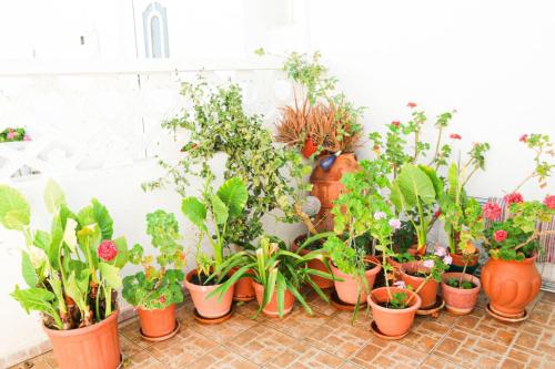 LáermaTraditional House in Laerma的一堆盆栽植物在墙上排列