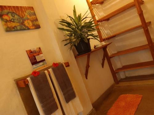 本托塔La Perla Bentota的墙上有植物的房间和楼梯