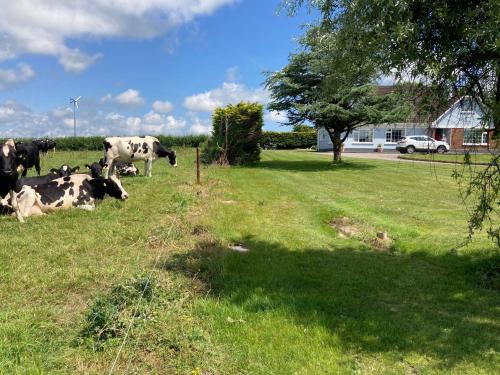 科克Ard Falcon的一群牛躺在草地上