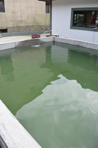 Cornu de Jos安瑞多旅馆的一座建筑前的绿色水池