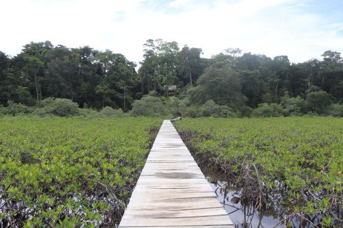 博卡斯德尔托罗Konsenda Bocas del Toro的木板路穿过一个有树木的沼泽,背景是
