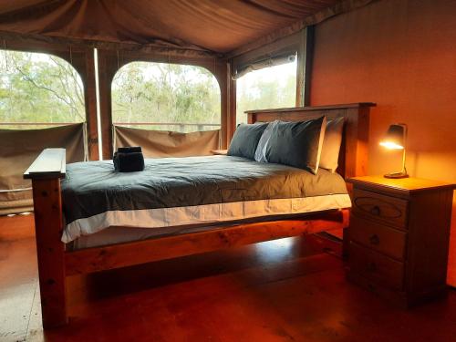 BiboohraWild Nature Lodge, Mareeba Wetlands的卧室配有床,位于带2个窗户的房间