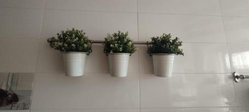 拉巴特Chambre haut standing的墙上的三株桶装盆栽植物