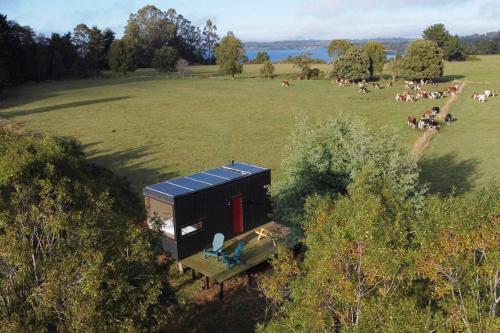 弗鲁蒂亚尔Exclusiva Cabin en tranquilo campo a orillas del lago con vista a volcanes - hot tub privado的田野上的小房子,放着一群牛