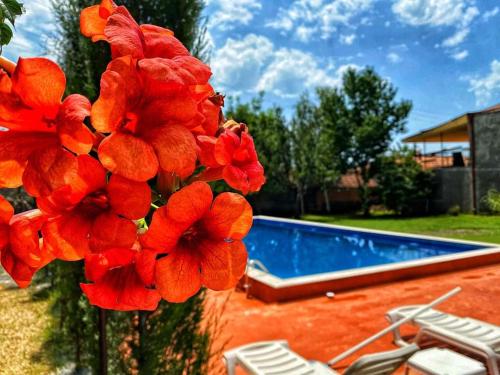 克瓦雷利Varga Kvareli的游泳池旁的红花