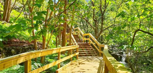 卡什塔涅拉德佩拉Sweet Home - Praia das Rocas的林中树木和楼梯的木道