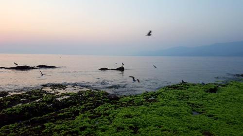 塞拉莱استراحه الولايه的一群鸟飞过水体