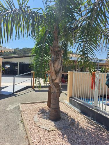 弗雷瑞斯Mobil home的街道边的棕榈树