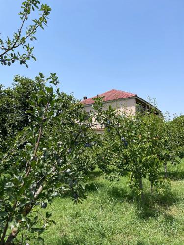 培拉特Villa Mance的两棵苹果树在房子前面